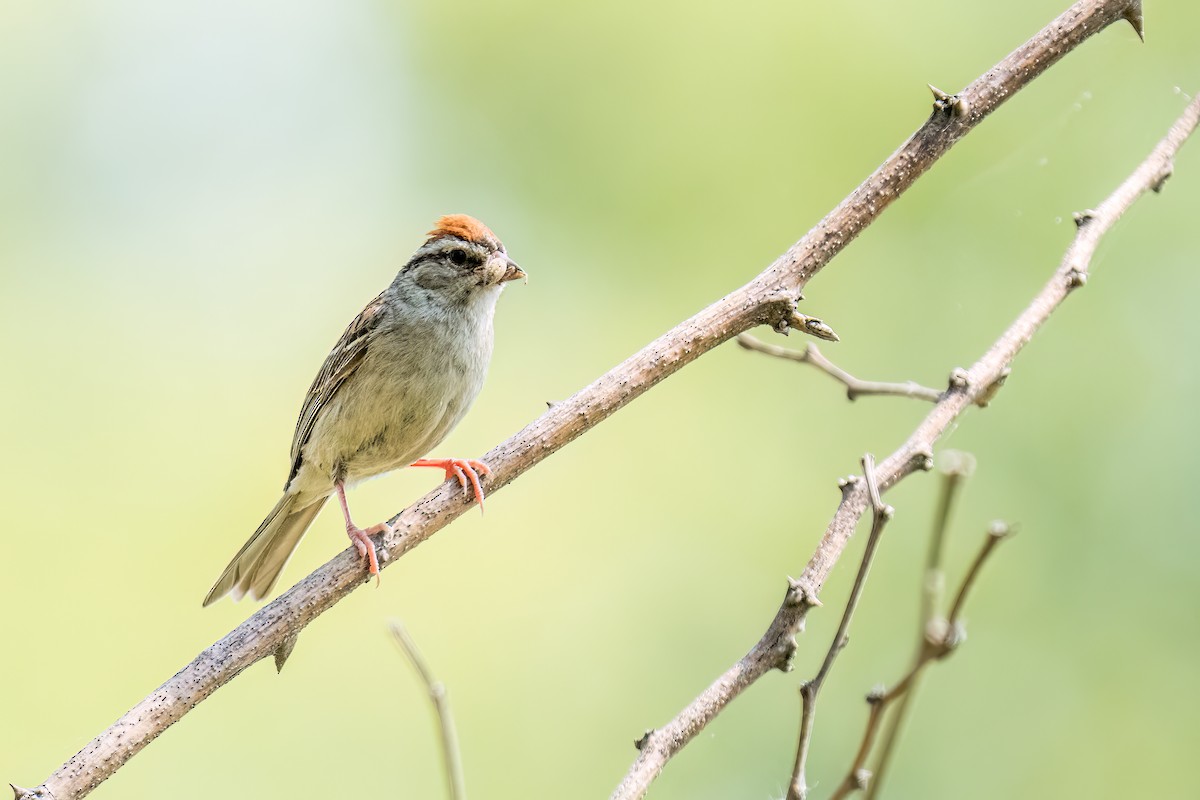 Chipping Sparrow - ML606978131