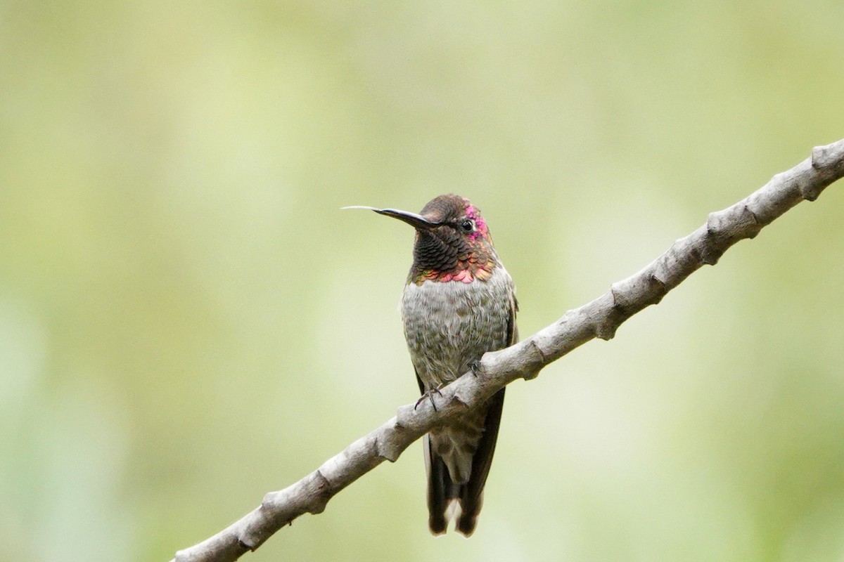 Anna's Hummingbird - ML606978151