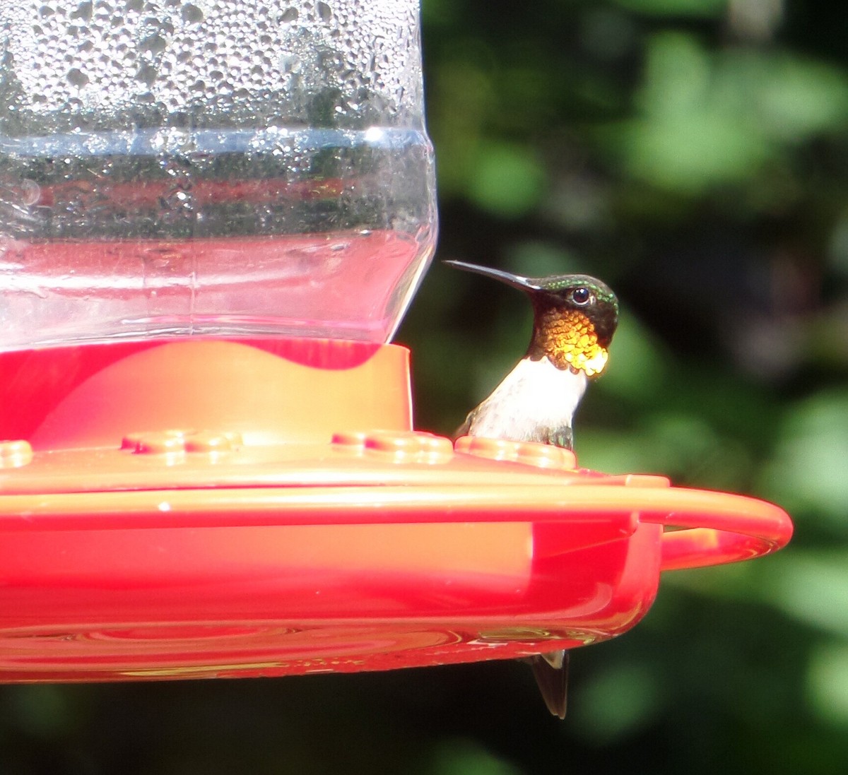 Ruby-throated Hummingbird - ML606978301