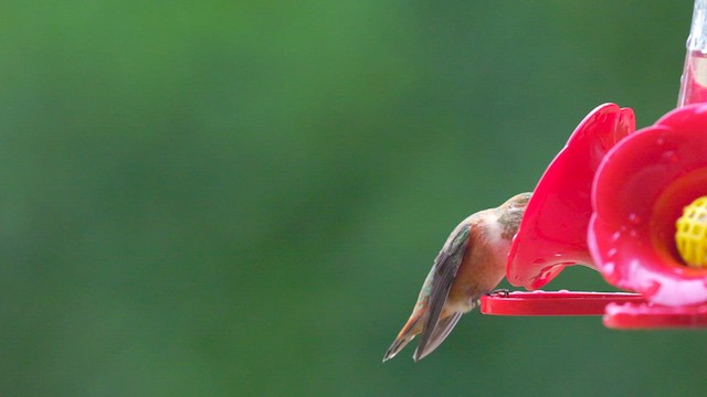 Rufous Hummingbird - ML606981501