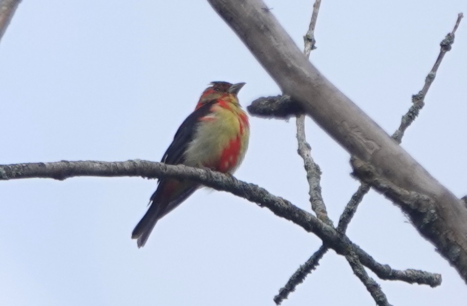 Scarlet Tanager - ML606983191