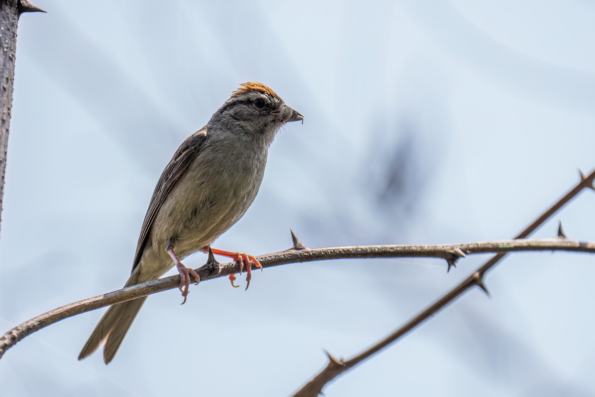 Chipping Sparrow - ML606985071