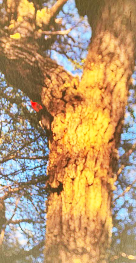 Magellanic Woodpecker - ML606990971