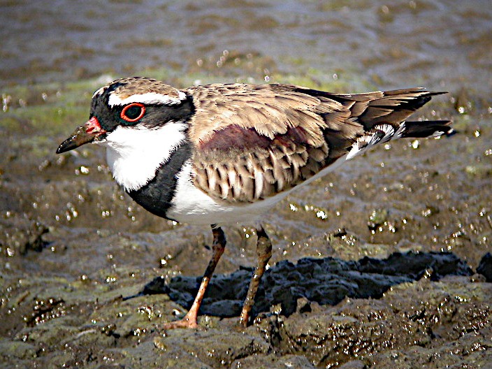 Black-fronted Dotterel - Peter Woodall