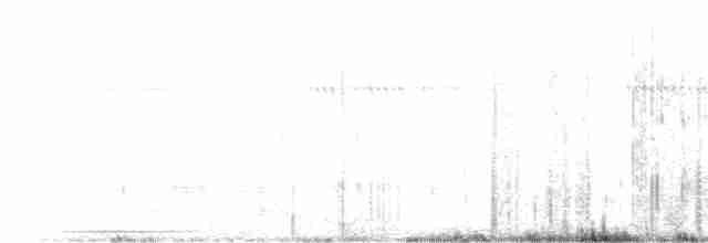 Weißkappen-Schleppentyrann - ML606992881