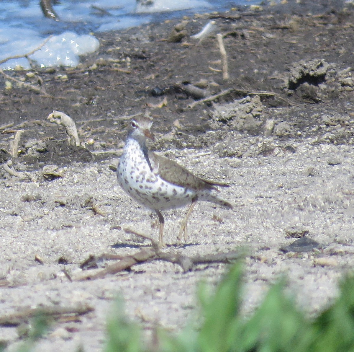 Spotted Sandpiper - Barb Thomascall
