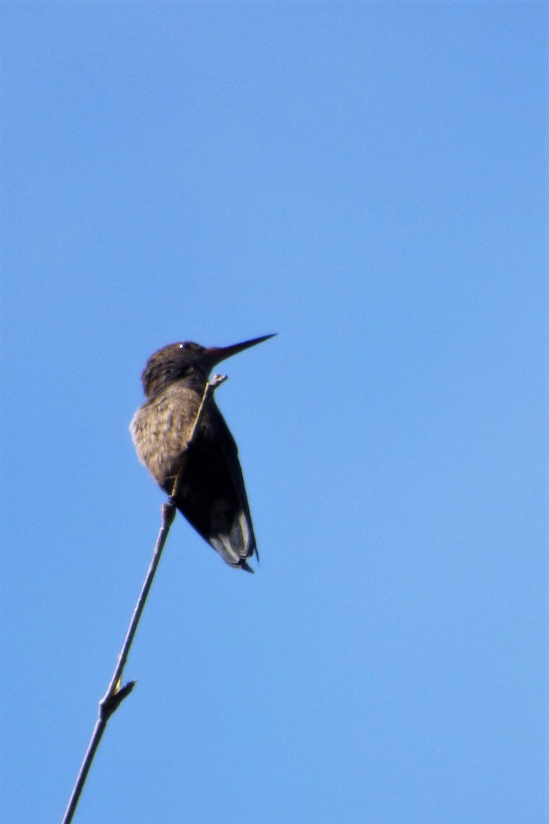 kolibřík fialovotemenný - ML606998381