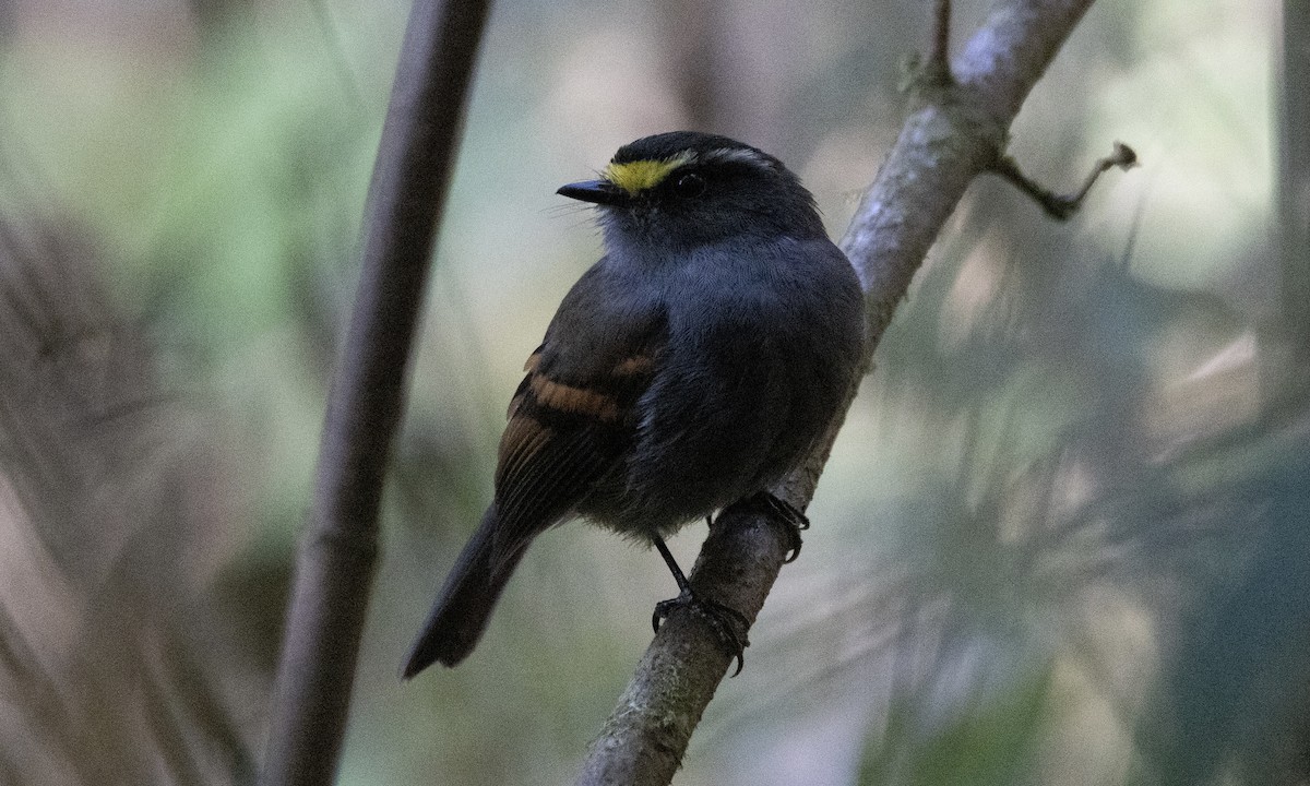 Golden-browed Chat-Tyrant - ML606998651