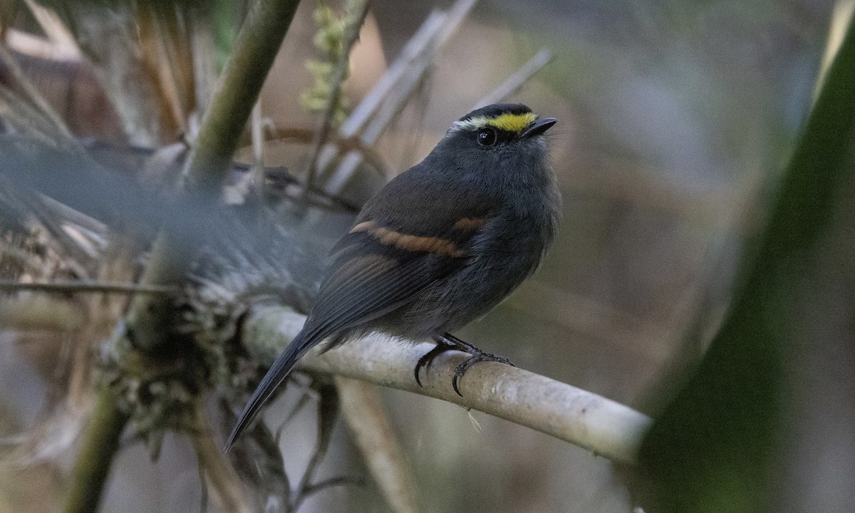 Golden-browed Chat-Tyrant - ML606998671