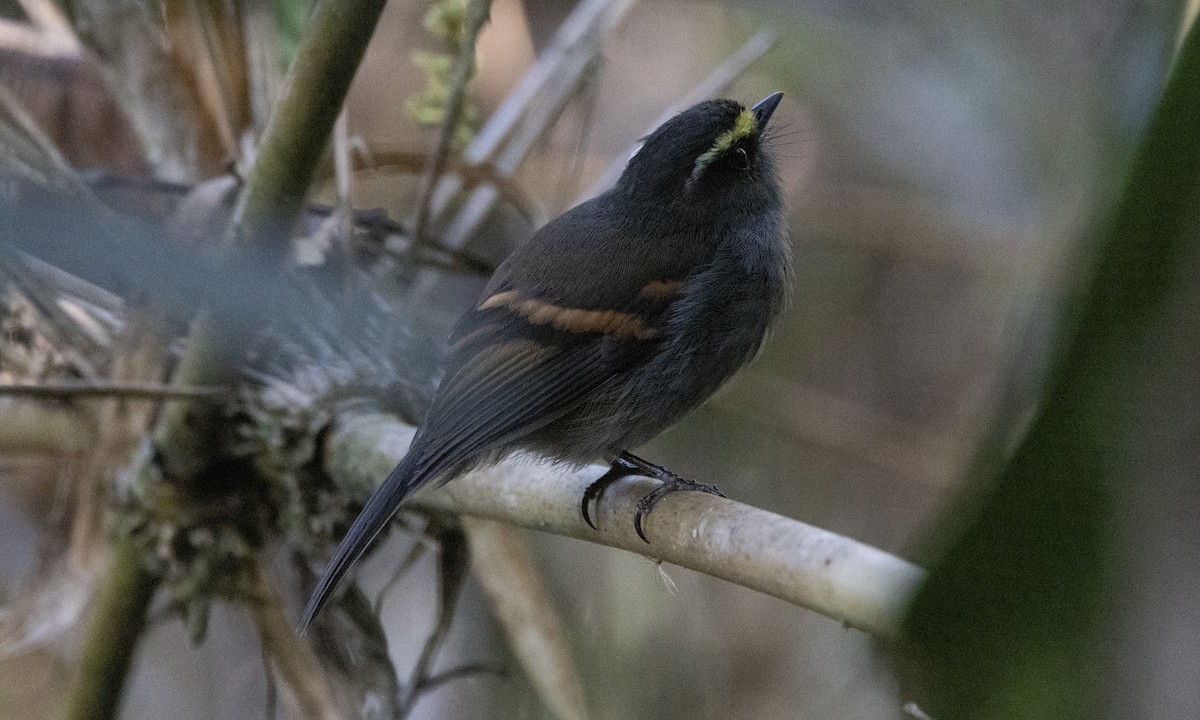 Golden-browed Chat-Tyrant - ML606998681