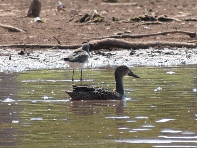 Blue-winged Teal - ML606999051