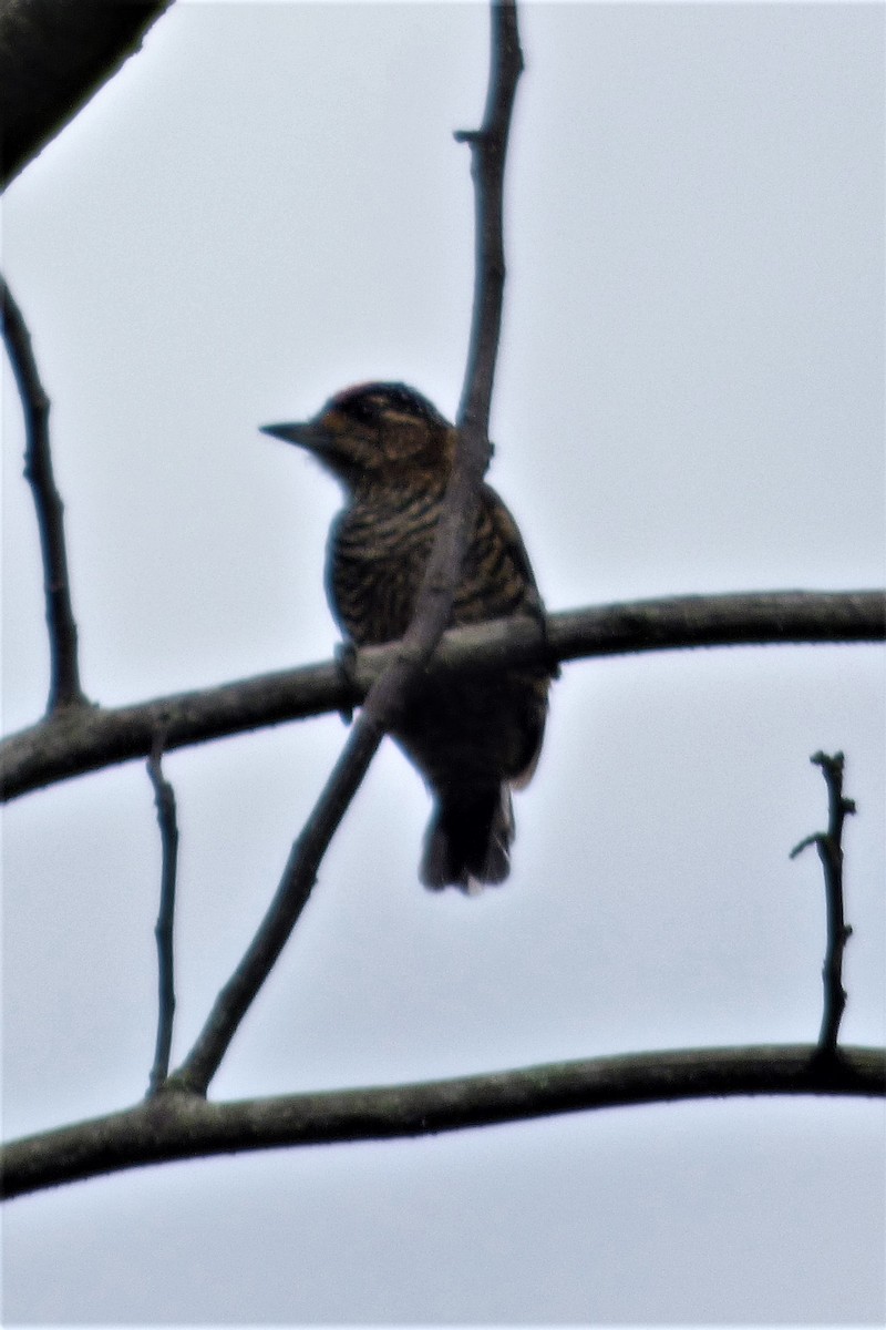 White-barred Piculet - ML606999461