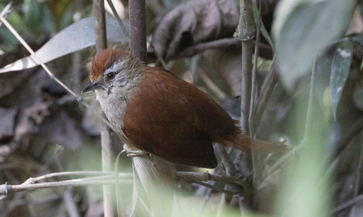 Marcapata Spinetail (Rufous-crowned) - ML606999671