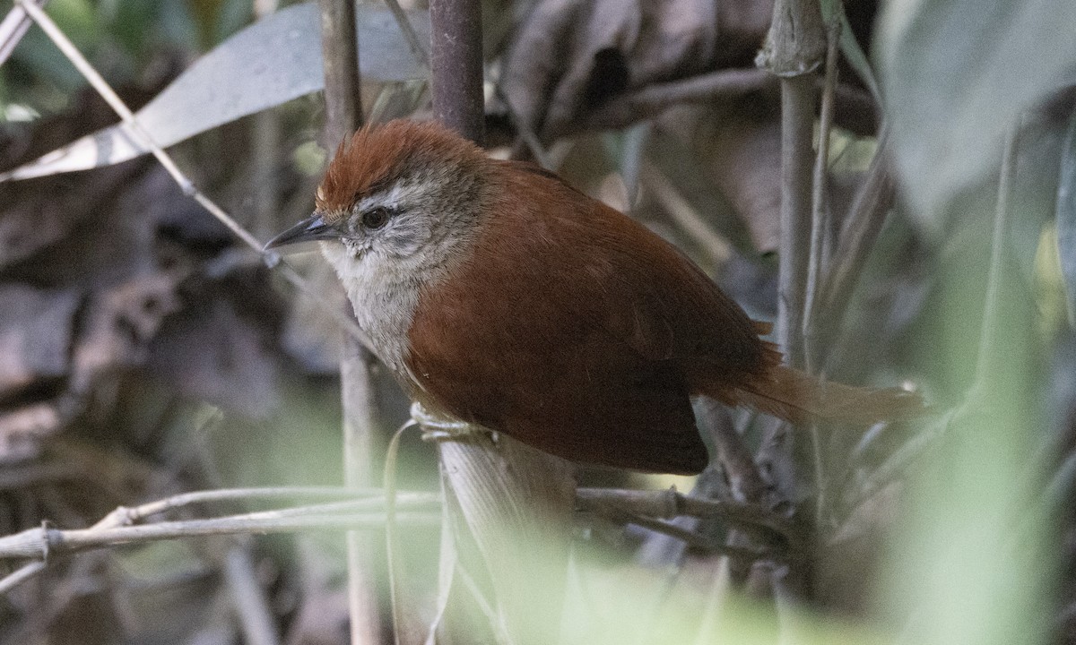 Marcapata Spinetail (Rufous-crowned) - ML606999681