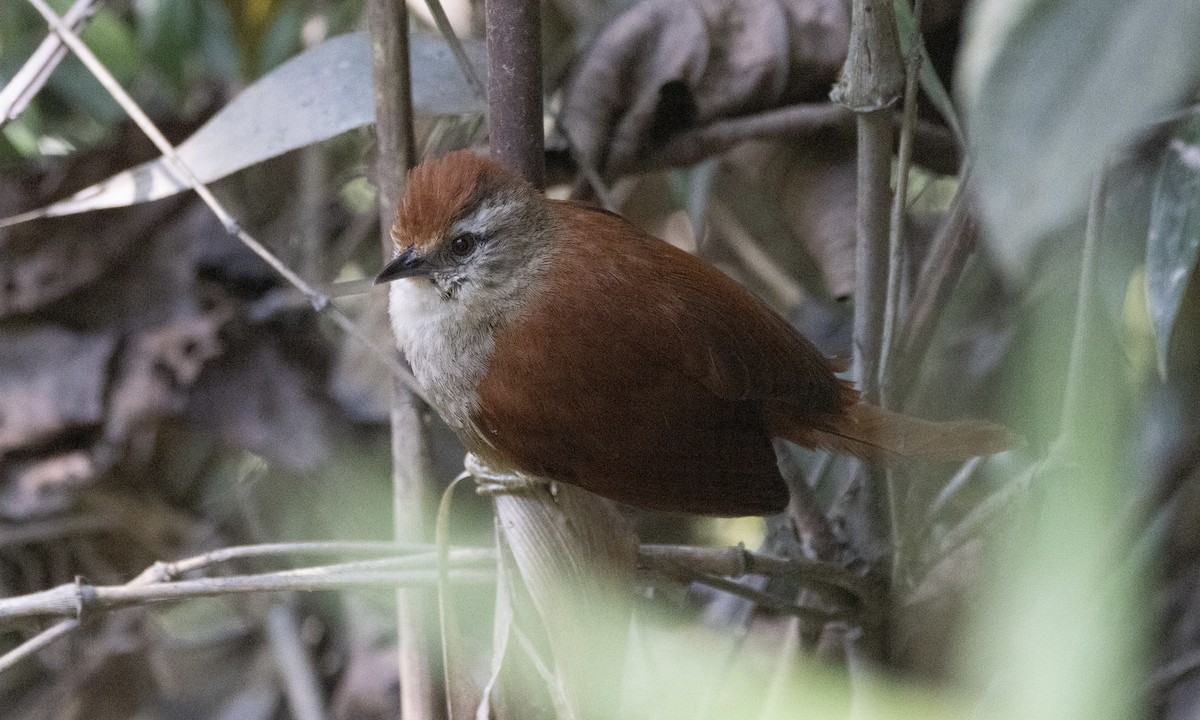 Marcapata Spinetail (Rufous-crowned) - ML606999691