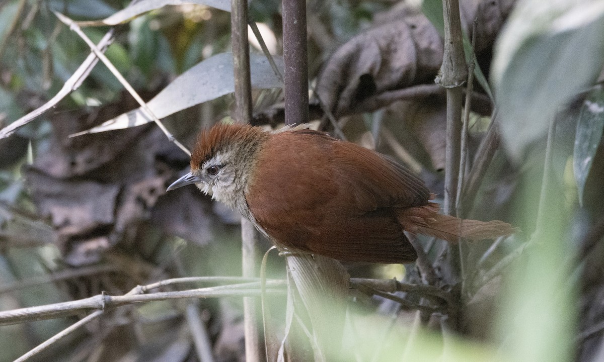 Marcapata Spinetail (Rufous-crowned) - ML606999701