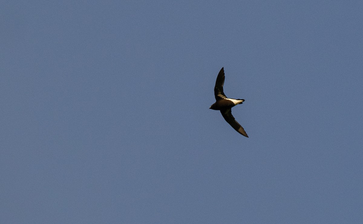 Purple Needletail - Forest Botial-Jarvis