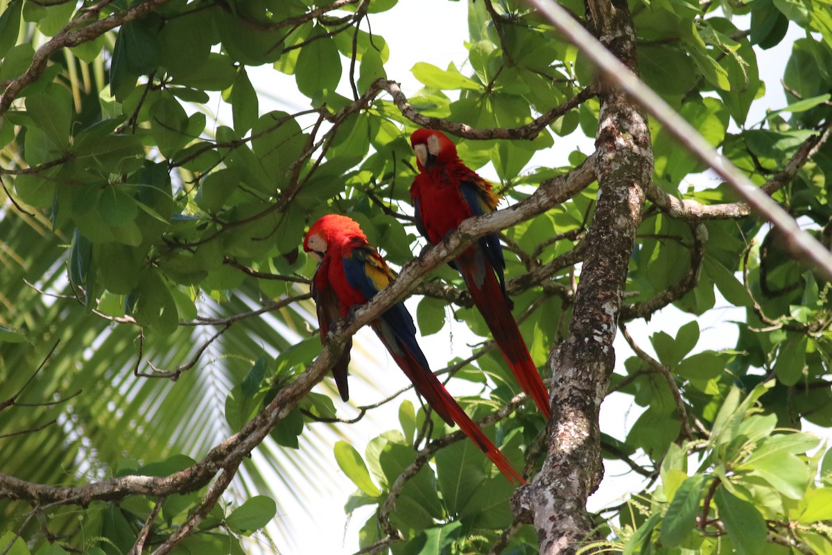 Scarlet Macaw - ML607003481