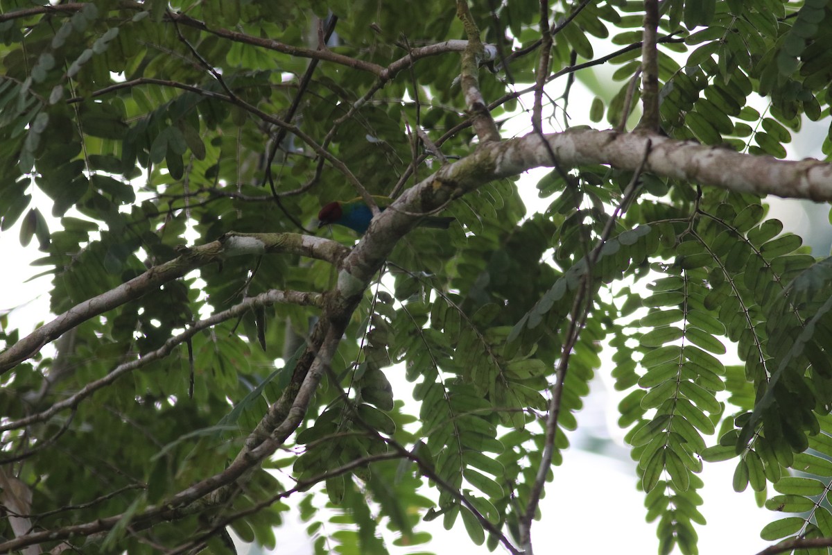 Bay-headed Tanager - ML607004891
