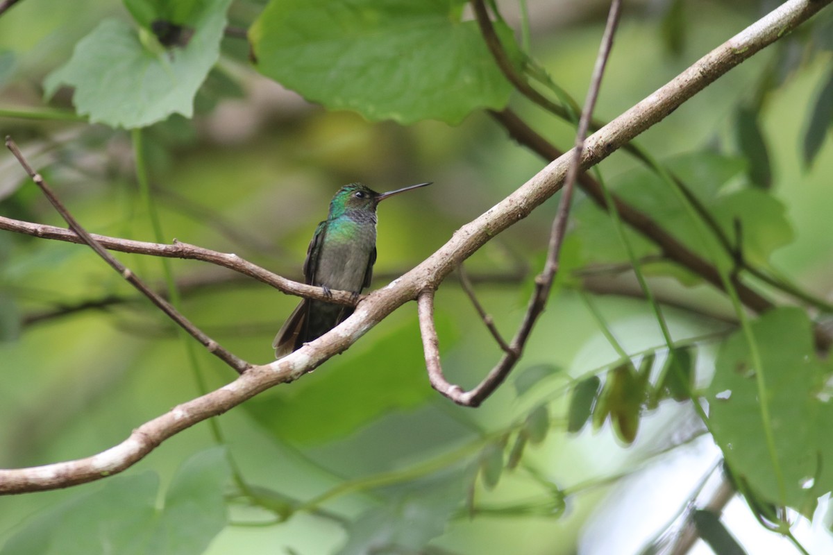 Charming Hummingbird - ML607005151