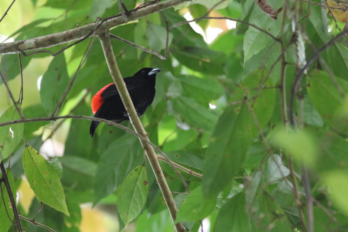 Scarlet-rumped Tanager - ML607005491
