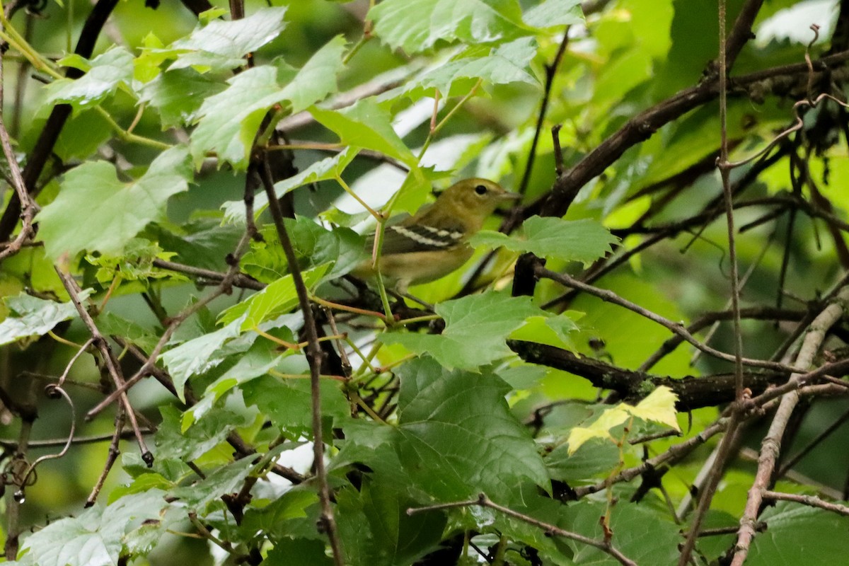 Bay-breasted Warbler - ML607006611