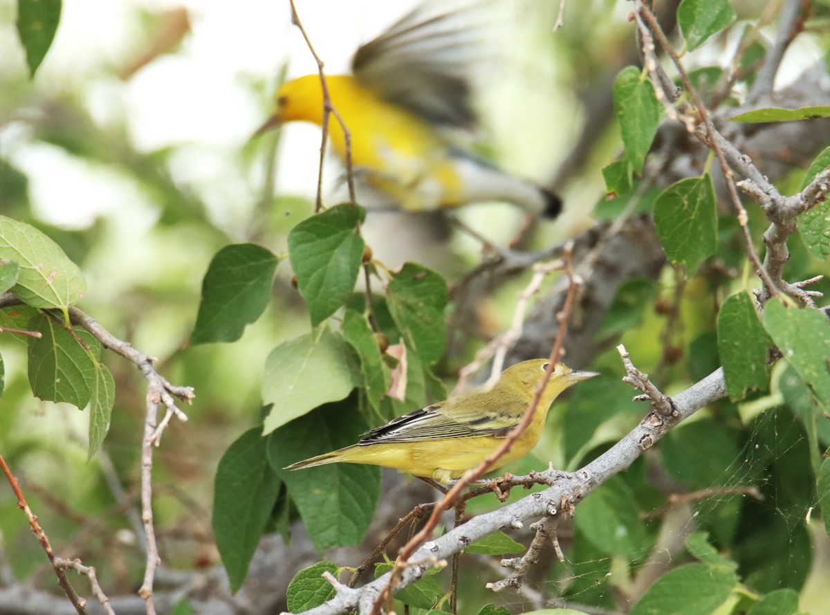 Prothonotary Warbler - ML607007351