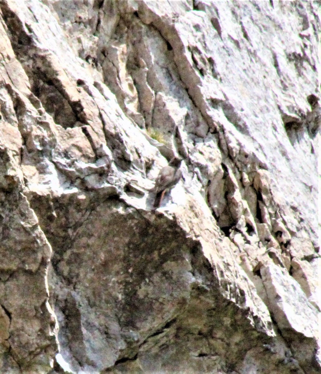 Rufous-tailed Rock-Thrush - ML607008021
