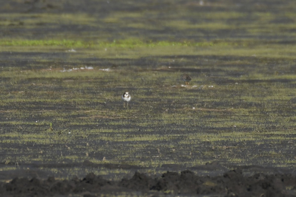 Semipalmated Plover - ML607008791