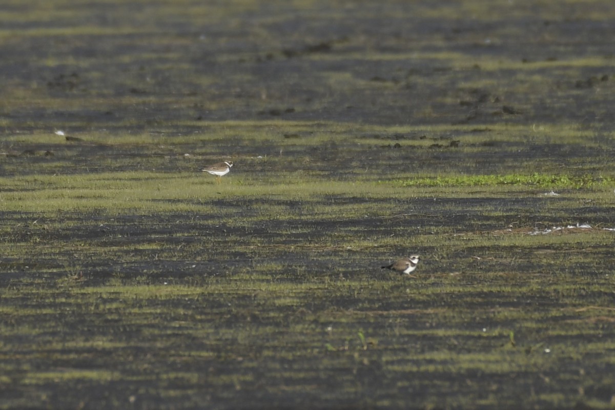 Semipalmated Plover - ML607008801