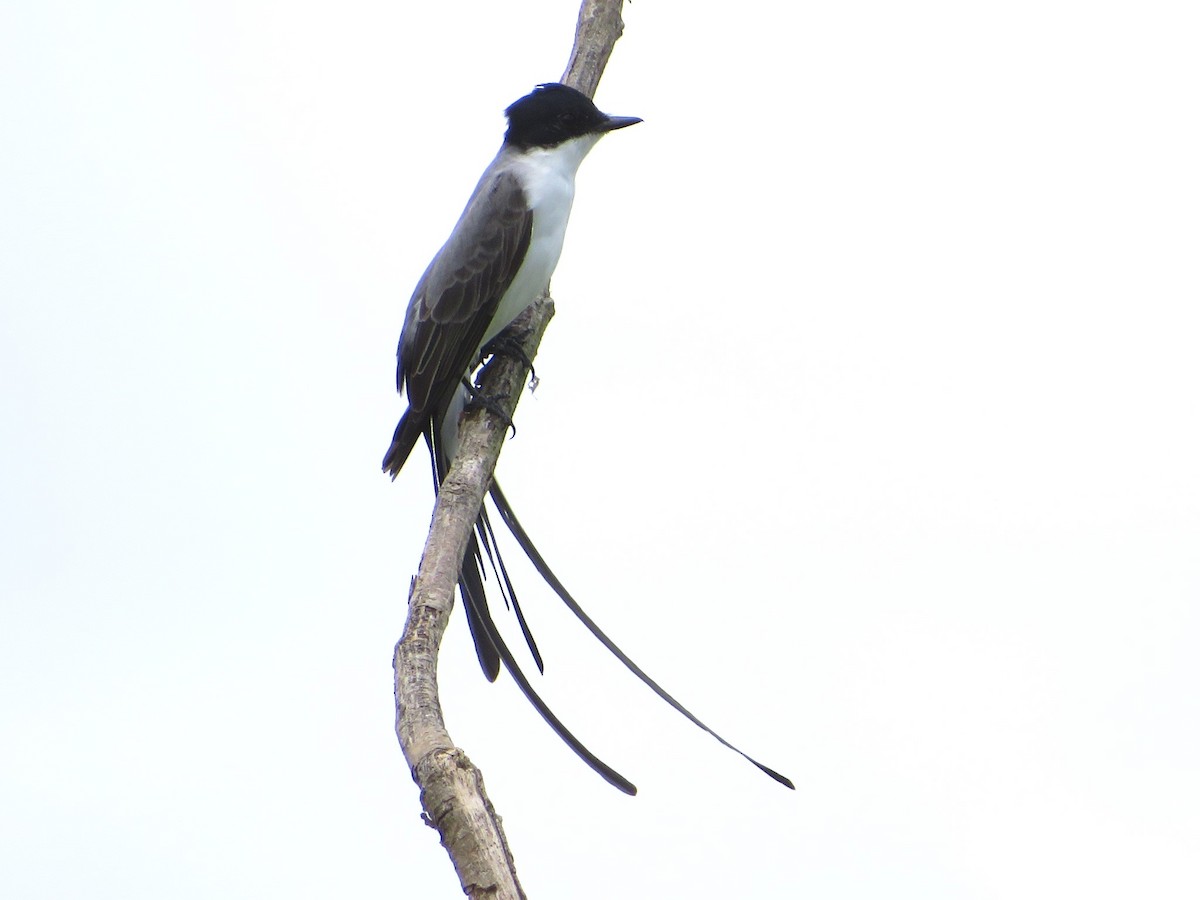 Fork-tailed Flycatcher - ML607013661