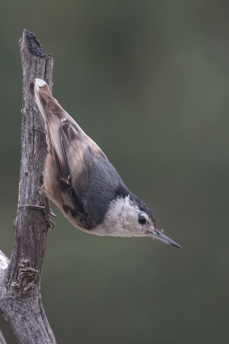 White-breasted Nuthatch - ML60701831