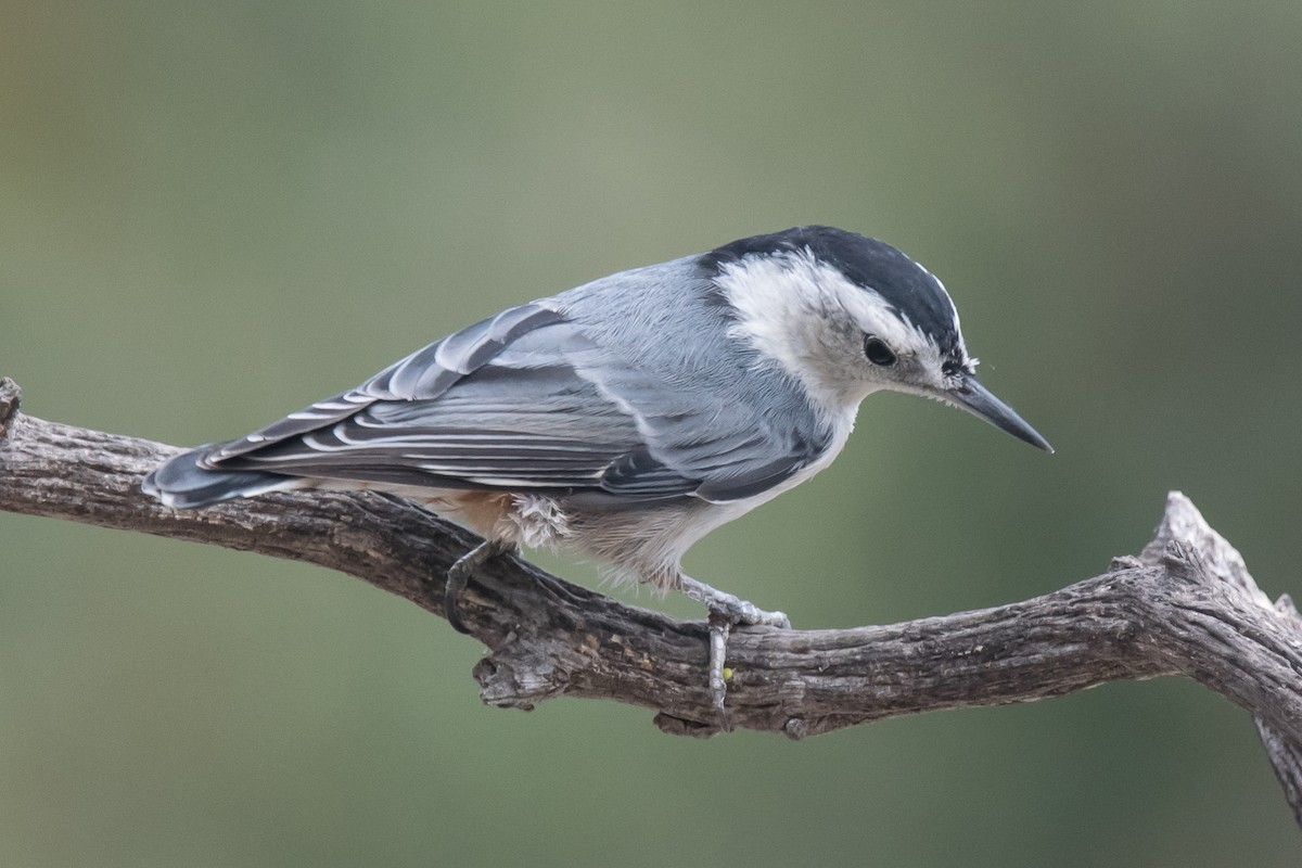 White-breasted Nuthatch - ML60701851