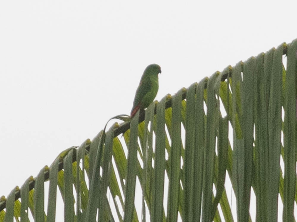 Moluccan Hanging-Parrot - ML607020351
