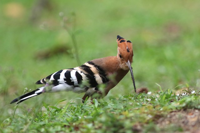 Eurasian Hoopoe at Ministry of Public Health by Benjamin Pap