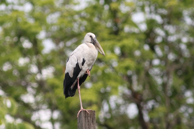 Asian Openbill at Ministry of Public Health by Benjamin Pap