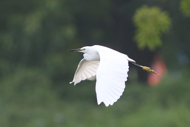 Little Egret at Ministry of Public Health by Benjamin Pap