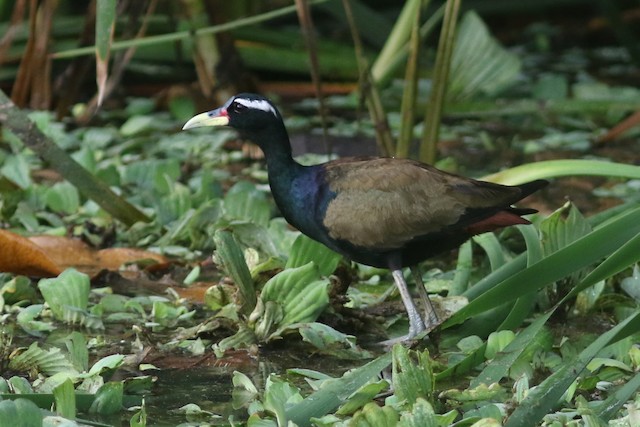 Bronze-winged Jacana at Ministry of Public Health by Benjamin Pap