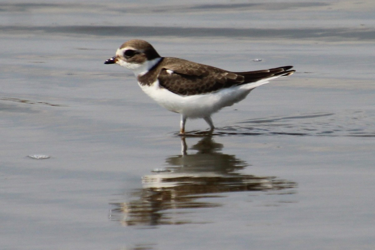 Semipalmated Plover - ML607025921