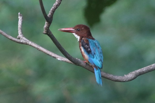 White-throated Kingfisher at Ministry of Public Health by Benjamin Pap