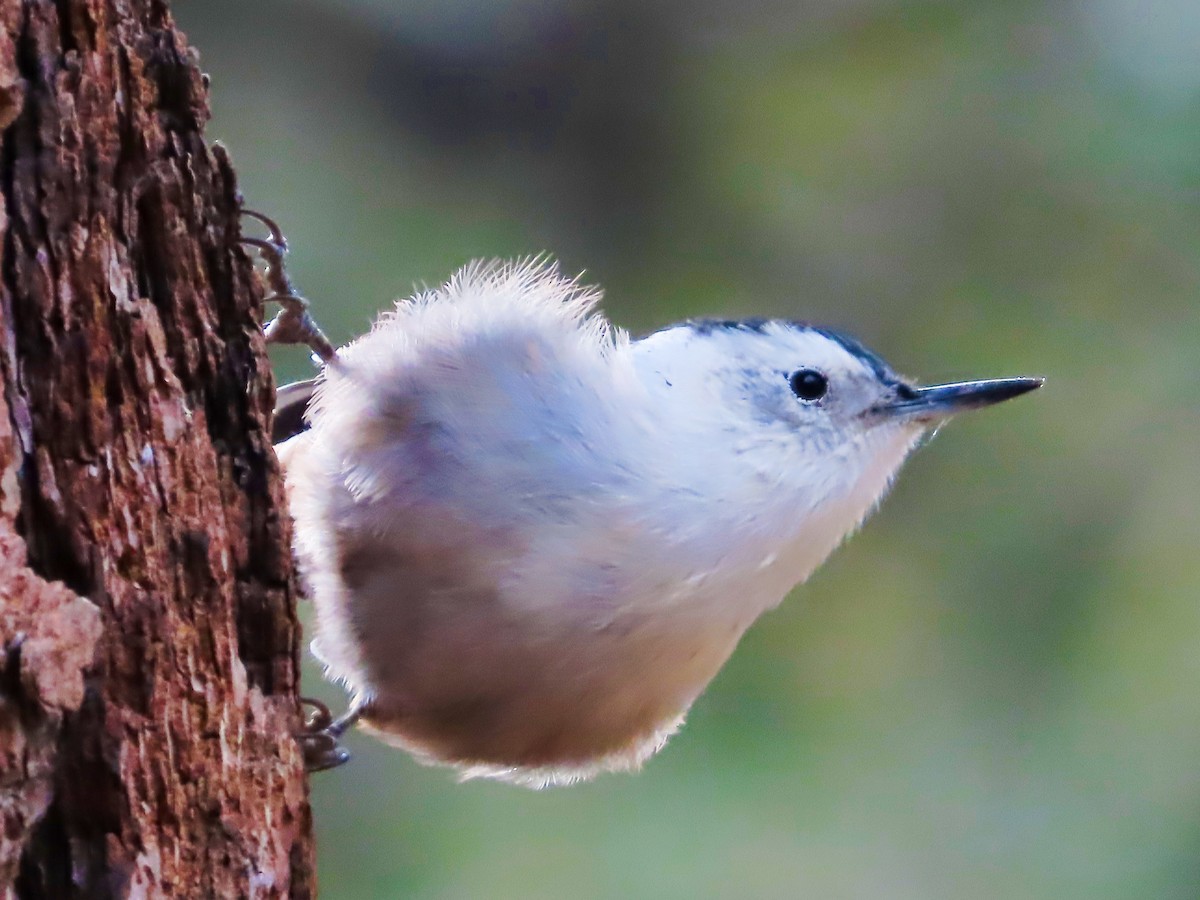 White-breasted Nuthatch - ML607027211