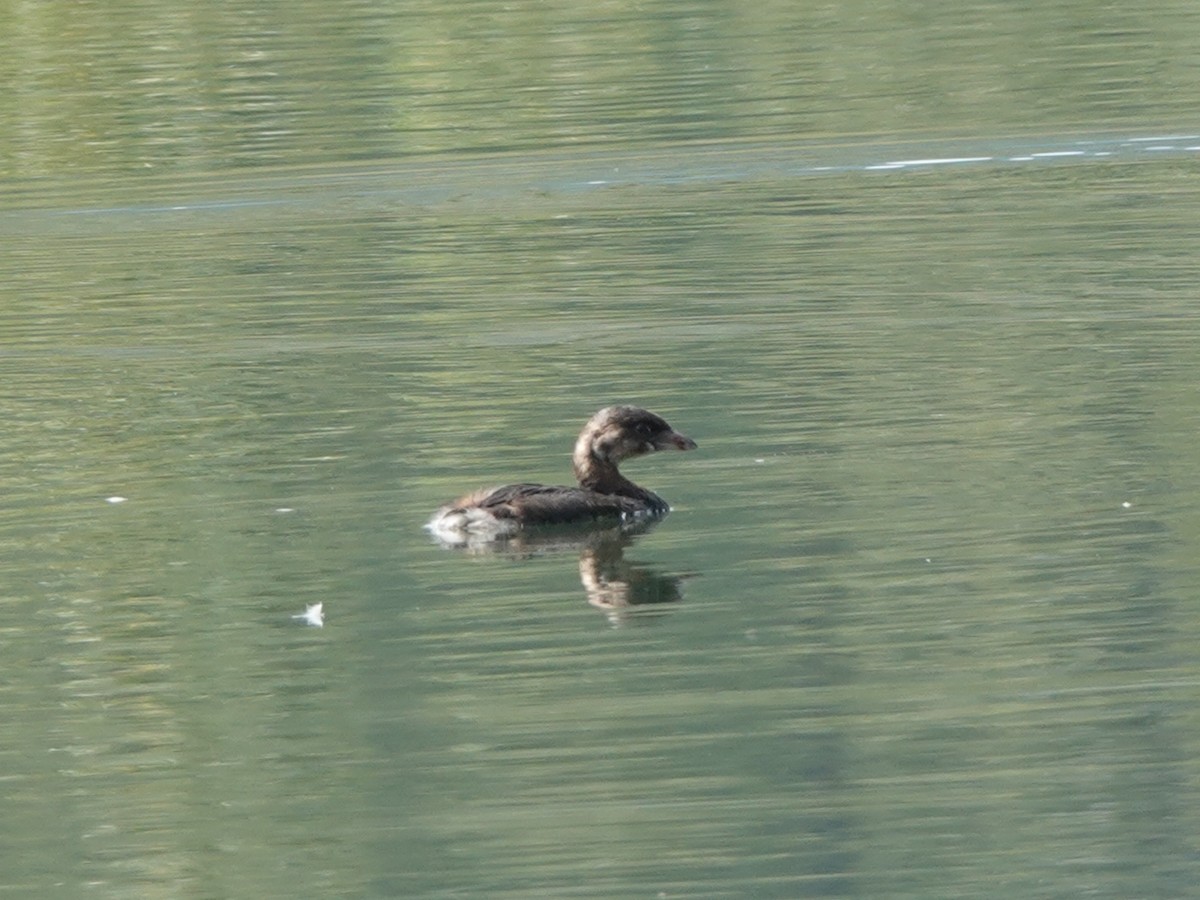 Pied-billed Grebe - Andy Ryde