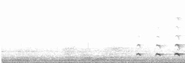 Chevêchette australe - ML607037321