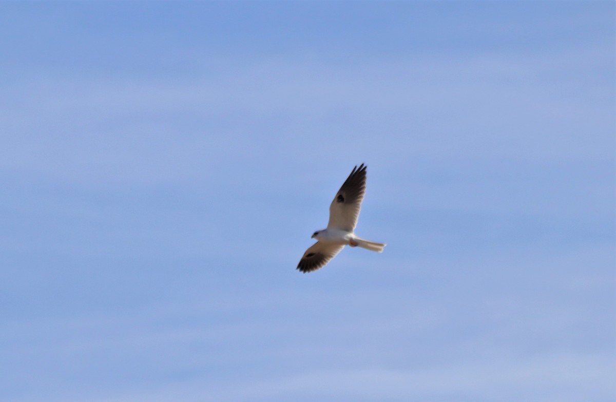White-tailed Kite - ML607040201