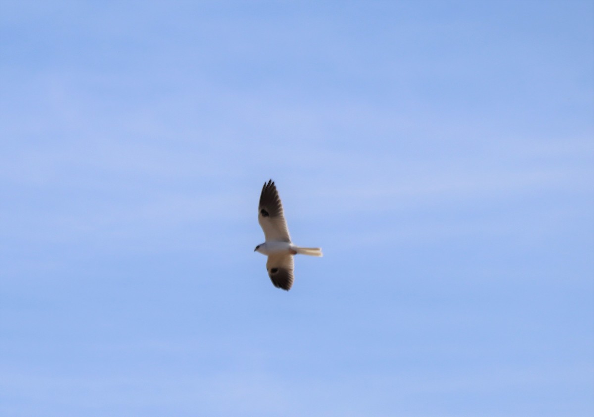 White-tailed Kite - Angel Zakharia