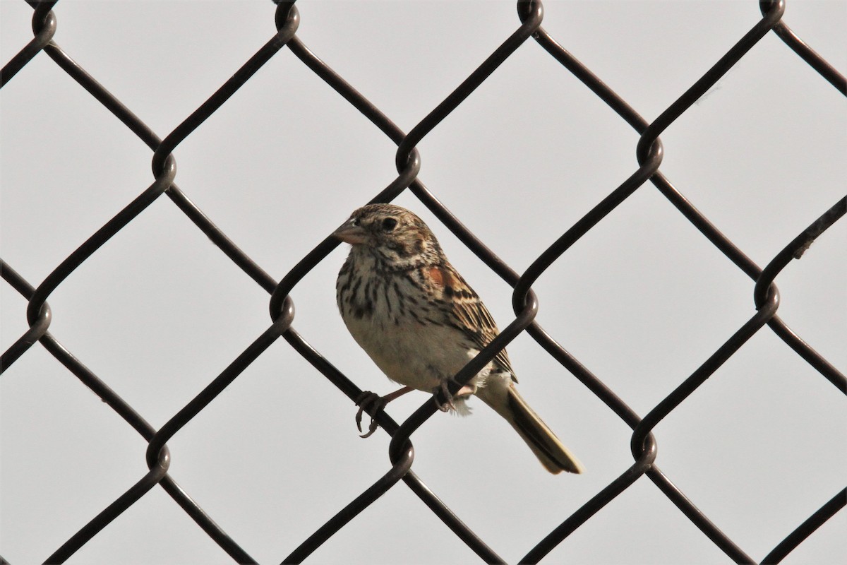 Vesper Sparrow - ML60704751