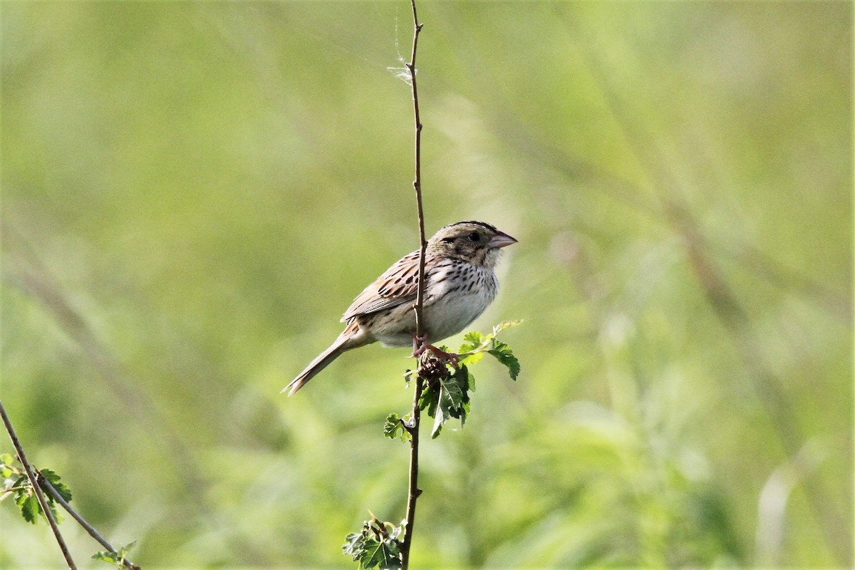 Henslow's Sparrow - ML60704791