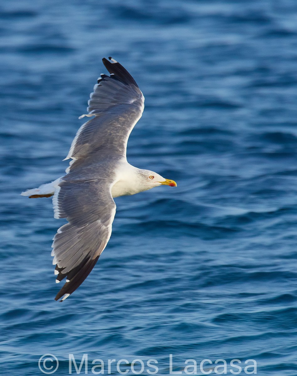 Yellow-legged Gull (atlantis) - ML607050001
