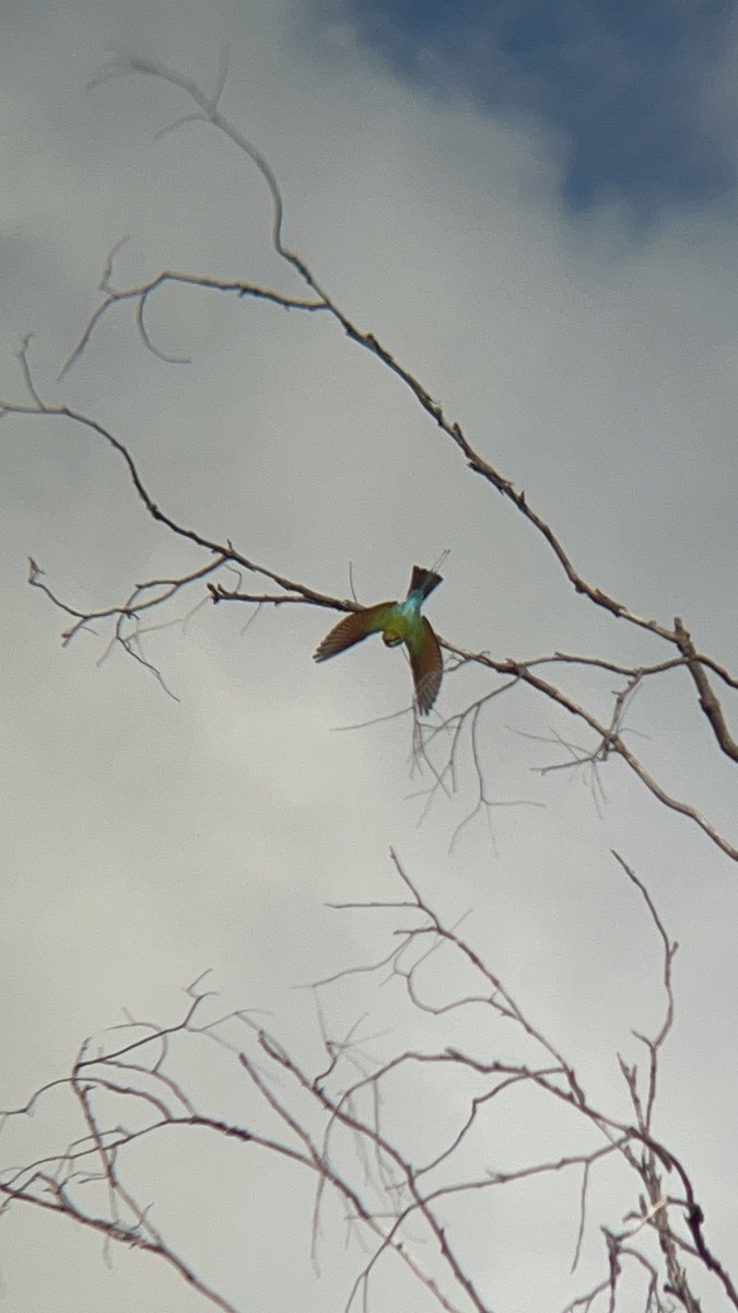 Rainbow Bee-eater - ML607056581
