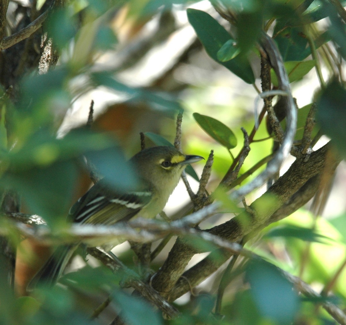 Thick-billed Vireo - ML60705711